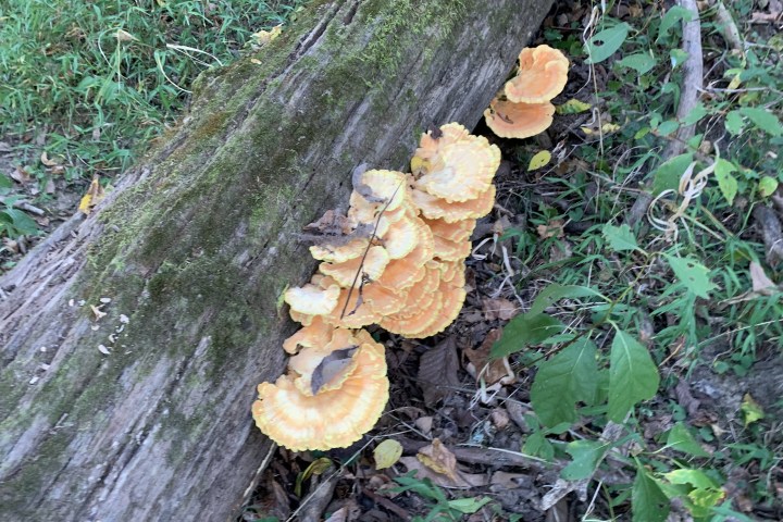 a fungus growing on a tree